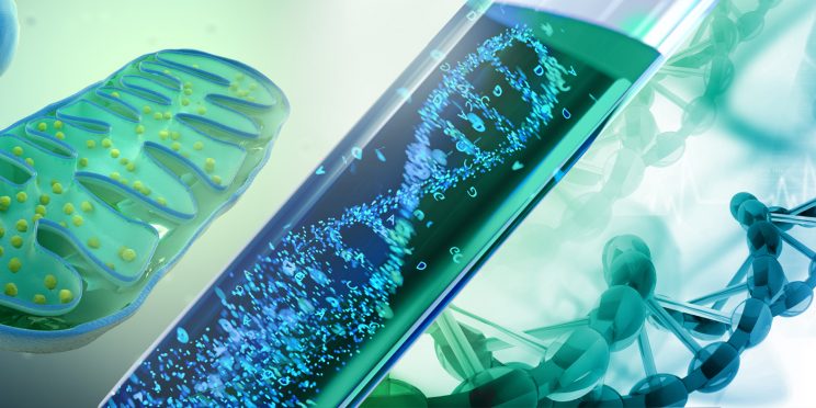 mitochondria and DNA strands