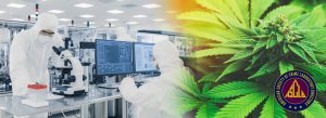 scientists in laboratory/marijuana flower